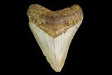 Fossil Megalodon Tooth - North Carolina #146985-1